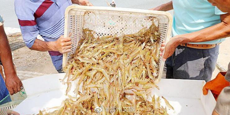 葡京在线/山东滨州北海“盐田虾”进入捕捞季，捕捞将一直持续到十月底